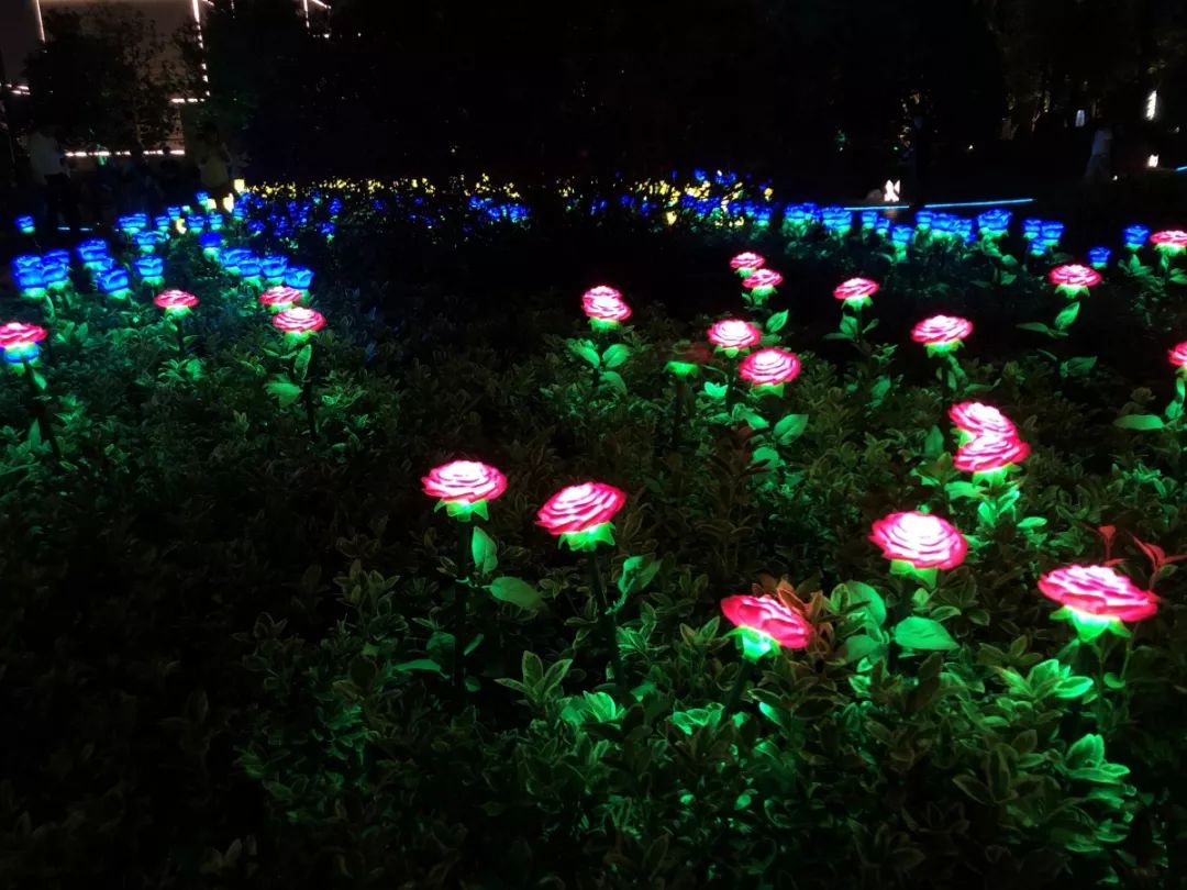 夜光花朵