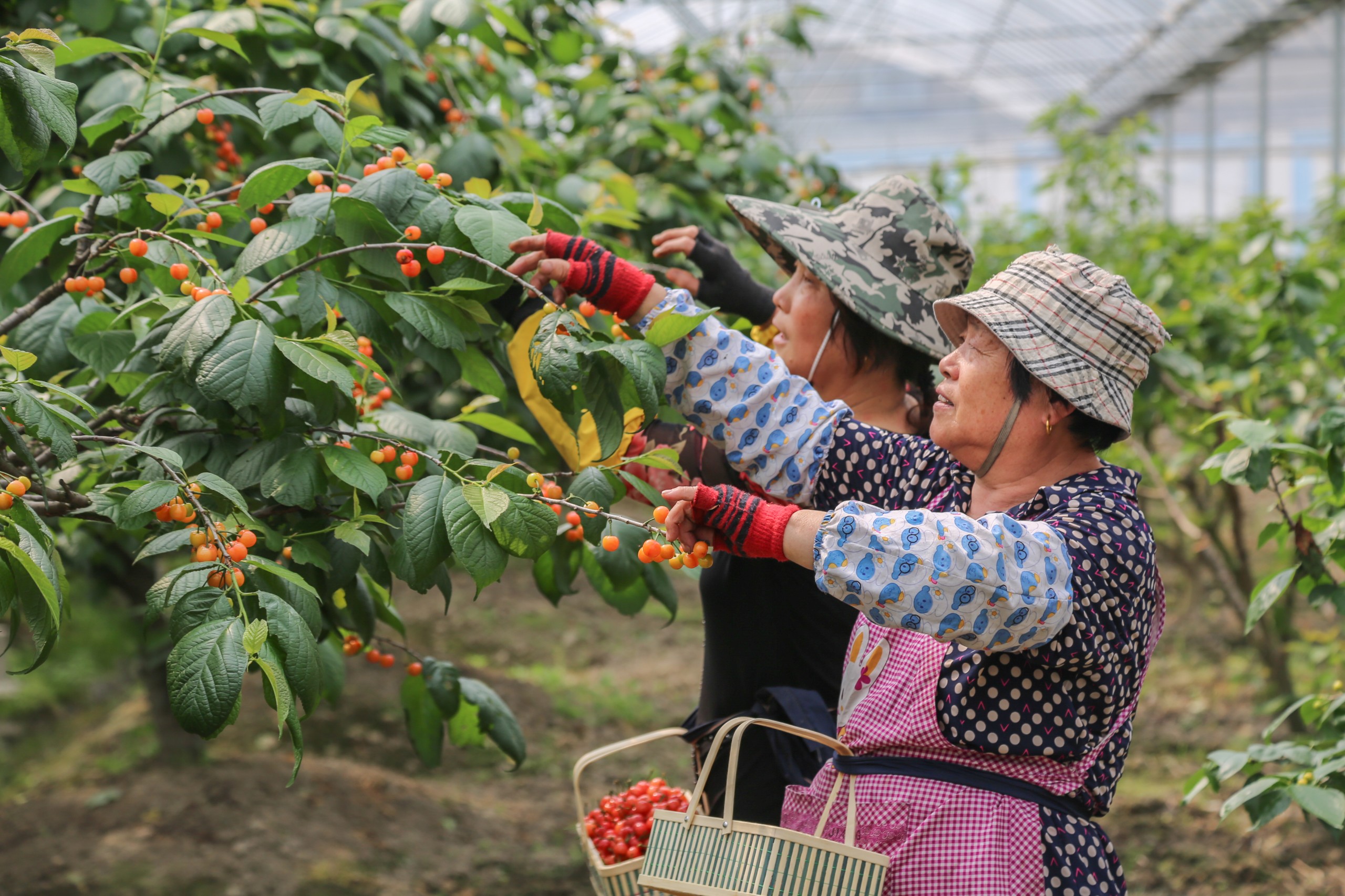 一旁的樱桃园中,工人们正忙着进行采摘.一
