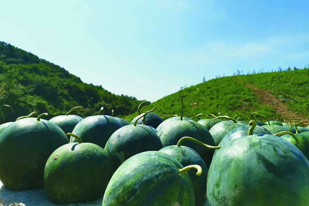 高山西瓜