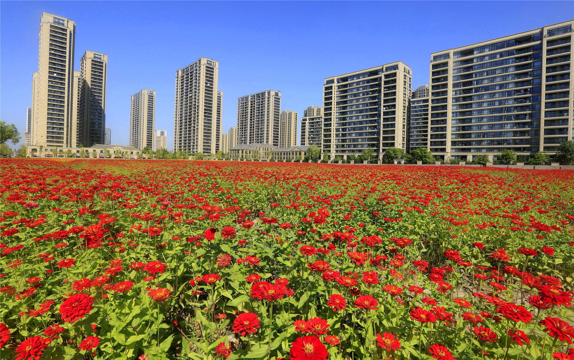 城中花海悄然绽放扮靓城市容颜