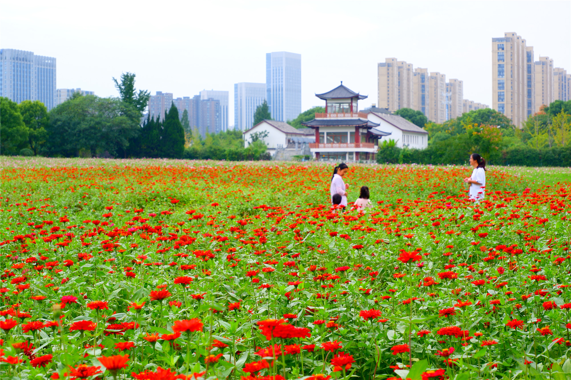城中花海悄然绽放,扮靓城市容颜_湘湖网_湘湖视界