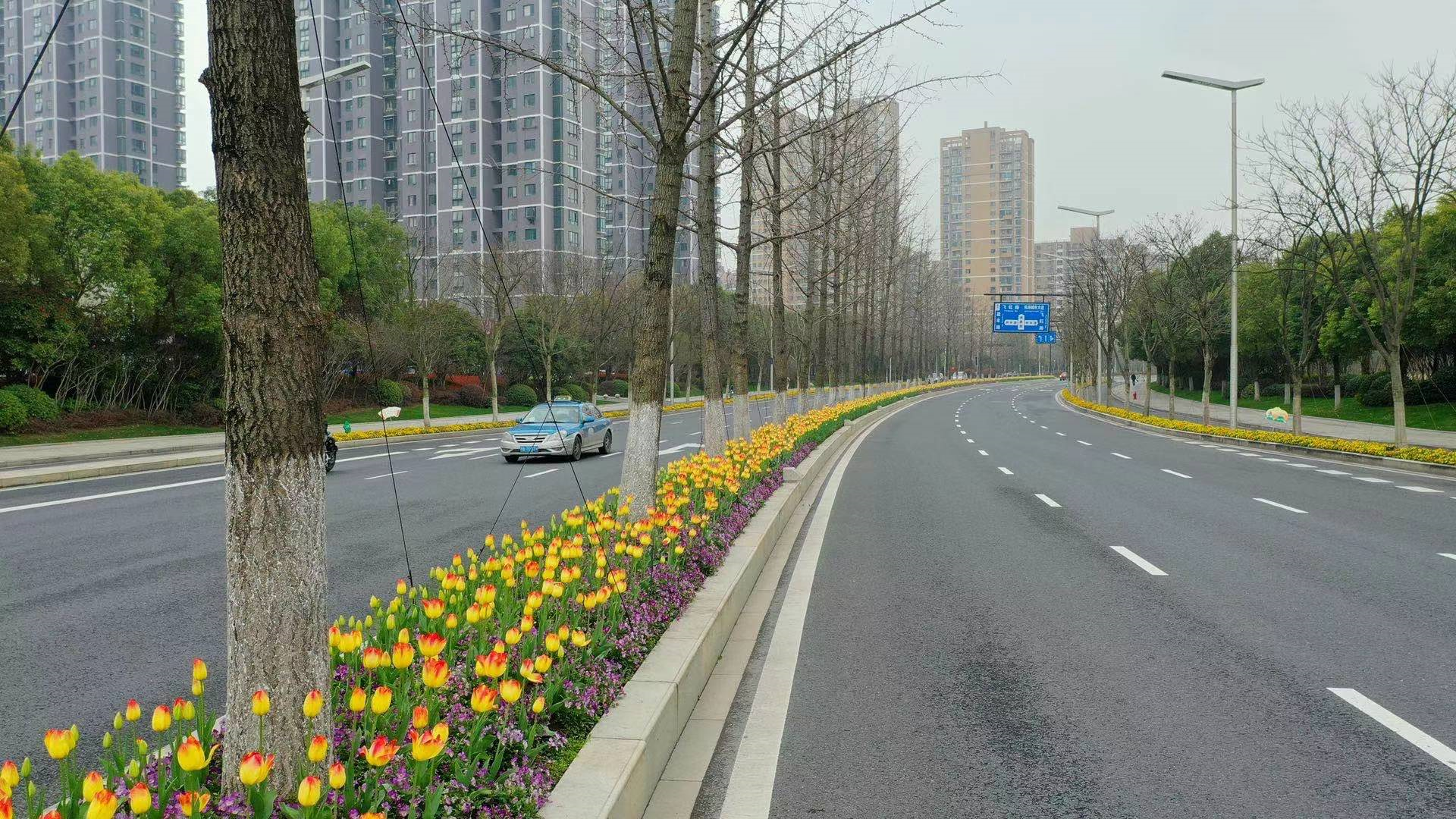 此外,奔竞大道,博奥路,金鸡路等多条马路上的郁金香也陆续进入盛花期