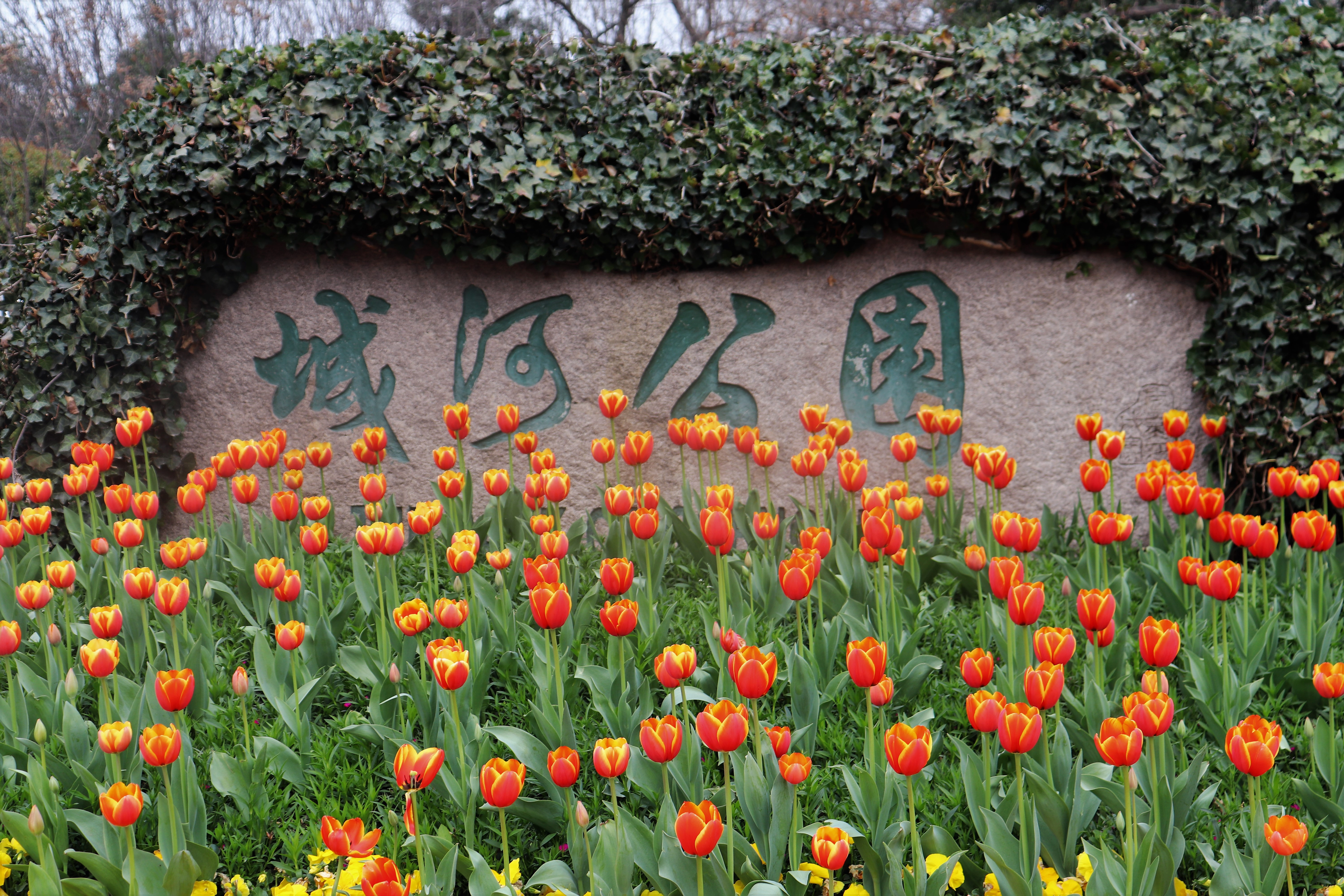 300000株萧山这个地方用郁金香铺满公园马路