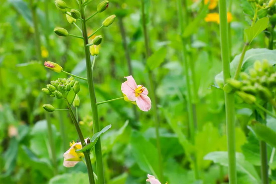 多彩油菜花田,不負好春光