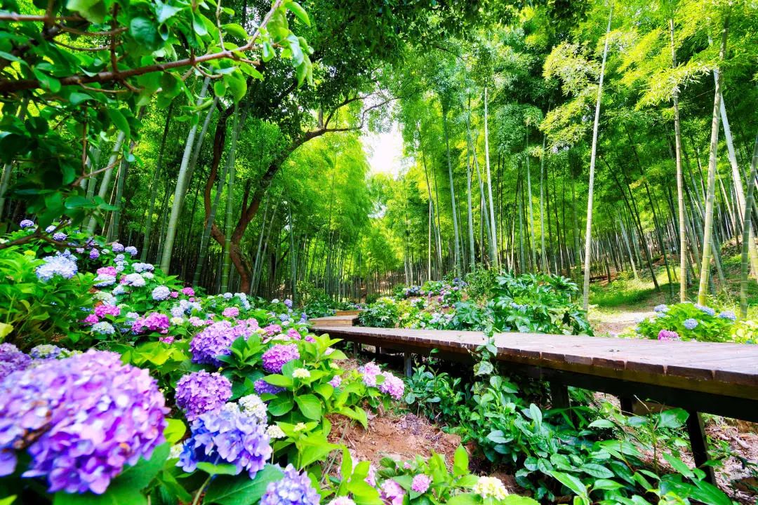 这片百亩花海绽放在即!初夏的湘湖竟藏着这么多惊喜