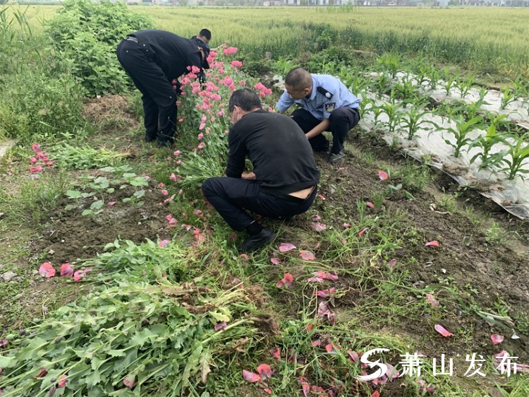 种植罂粟2674株只为喂鸡鸭也是犯法