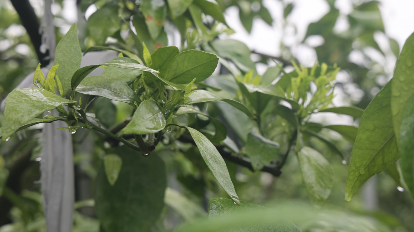 融媒共富班车王宅站一相香七年红美人初出地又美又甜有原因