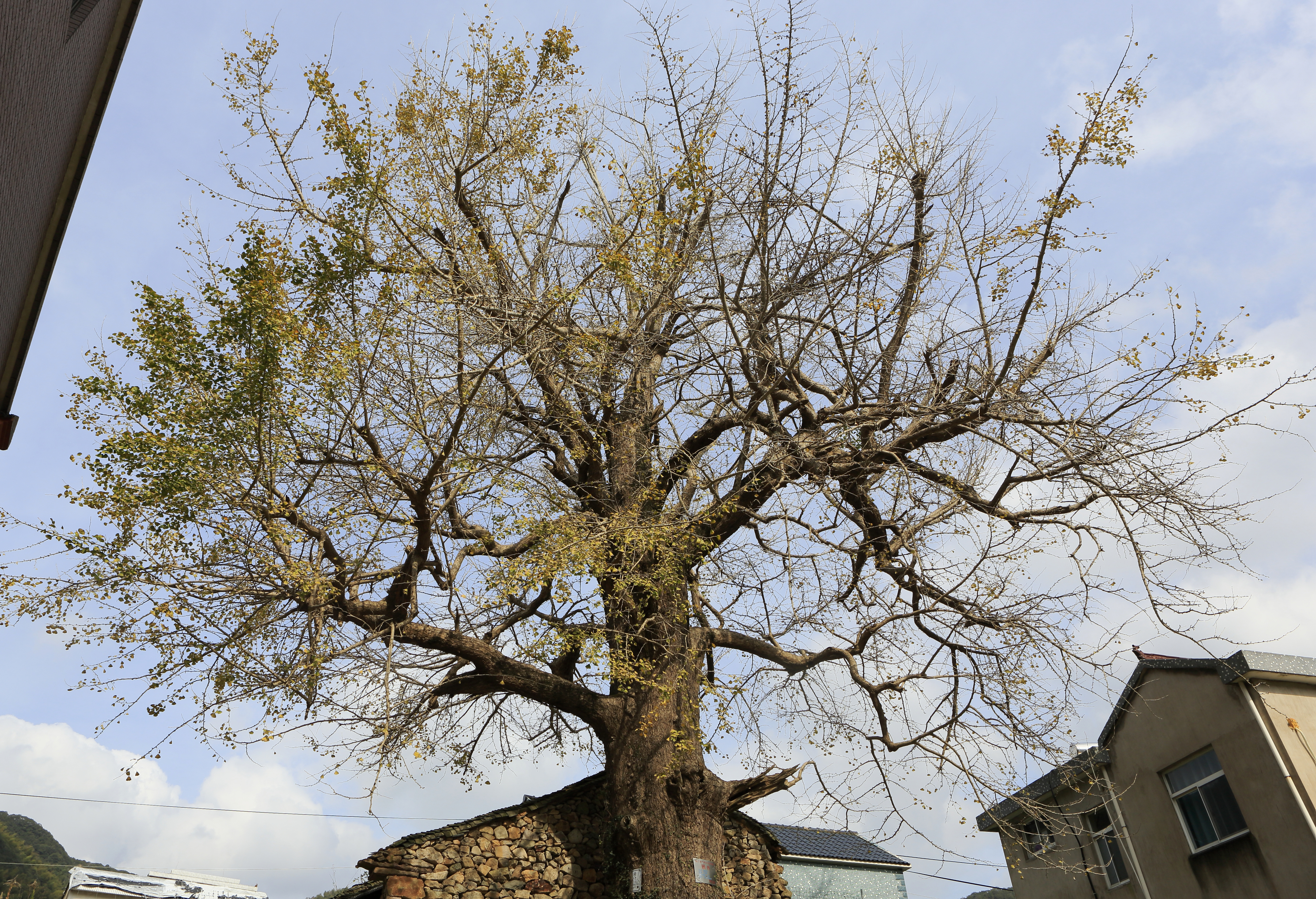 全象山18株一级古树首次集体亮相!年龄相加13532岁!
