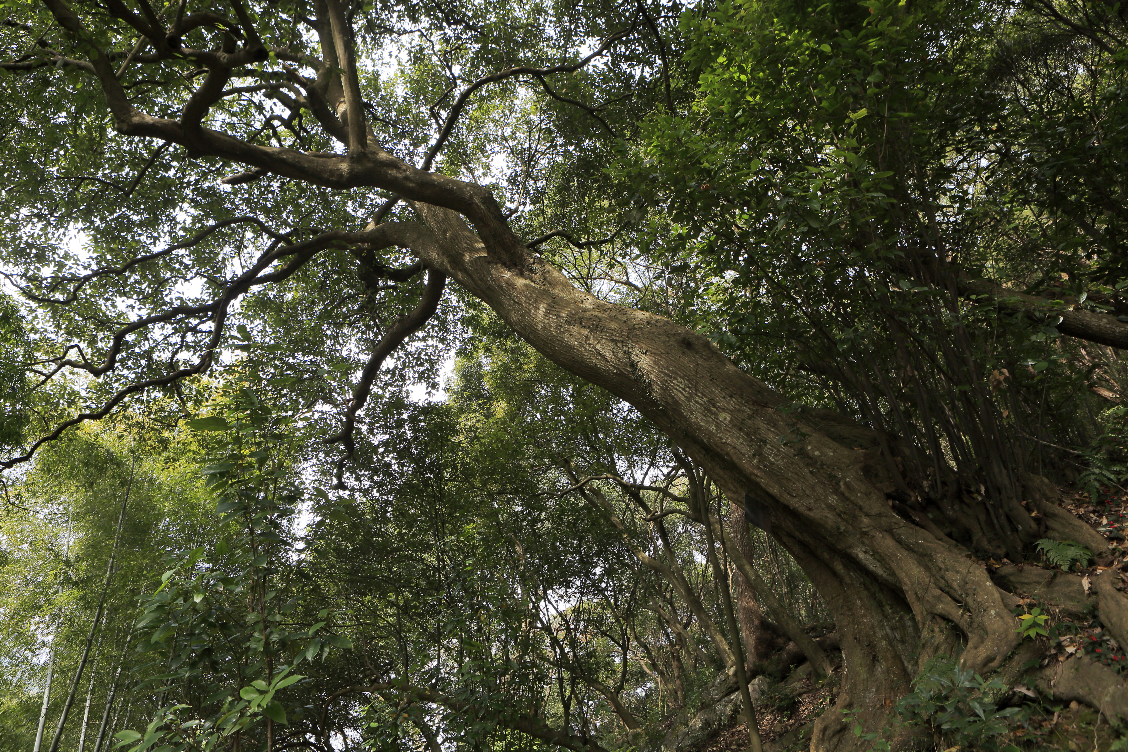 乌冈栎树图片图片