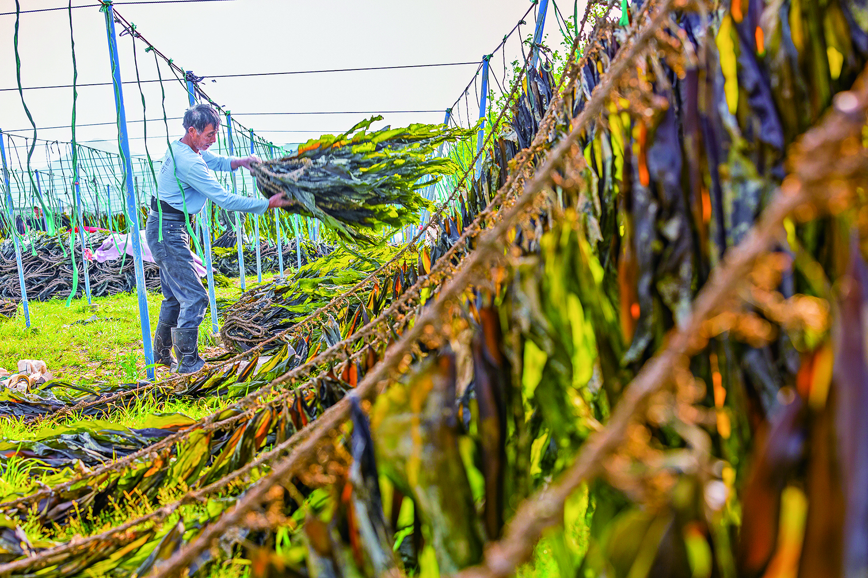 黄避岙海带价高还热销