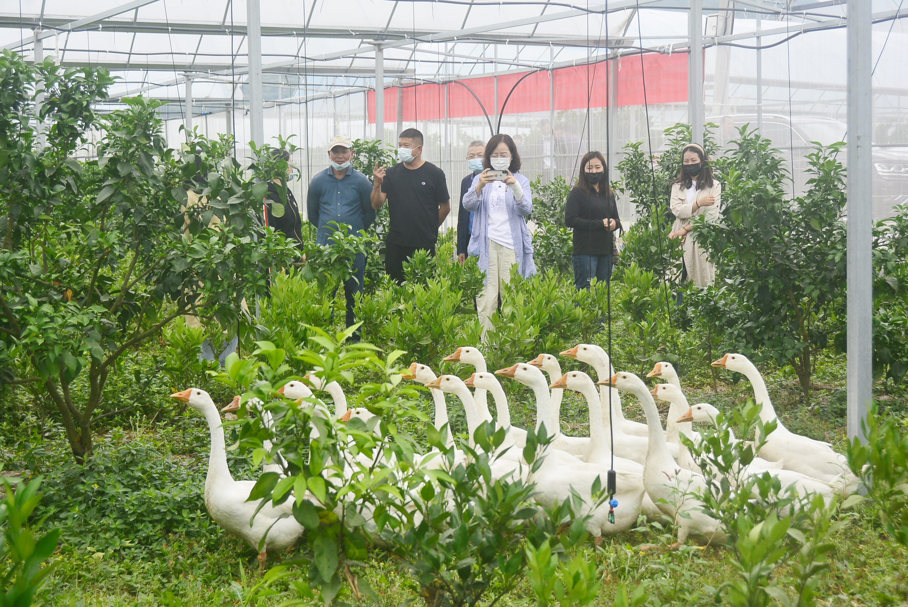 红美人大白鹅象山立体种养模式拓展养殖新空间