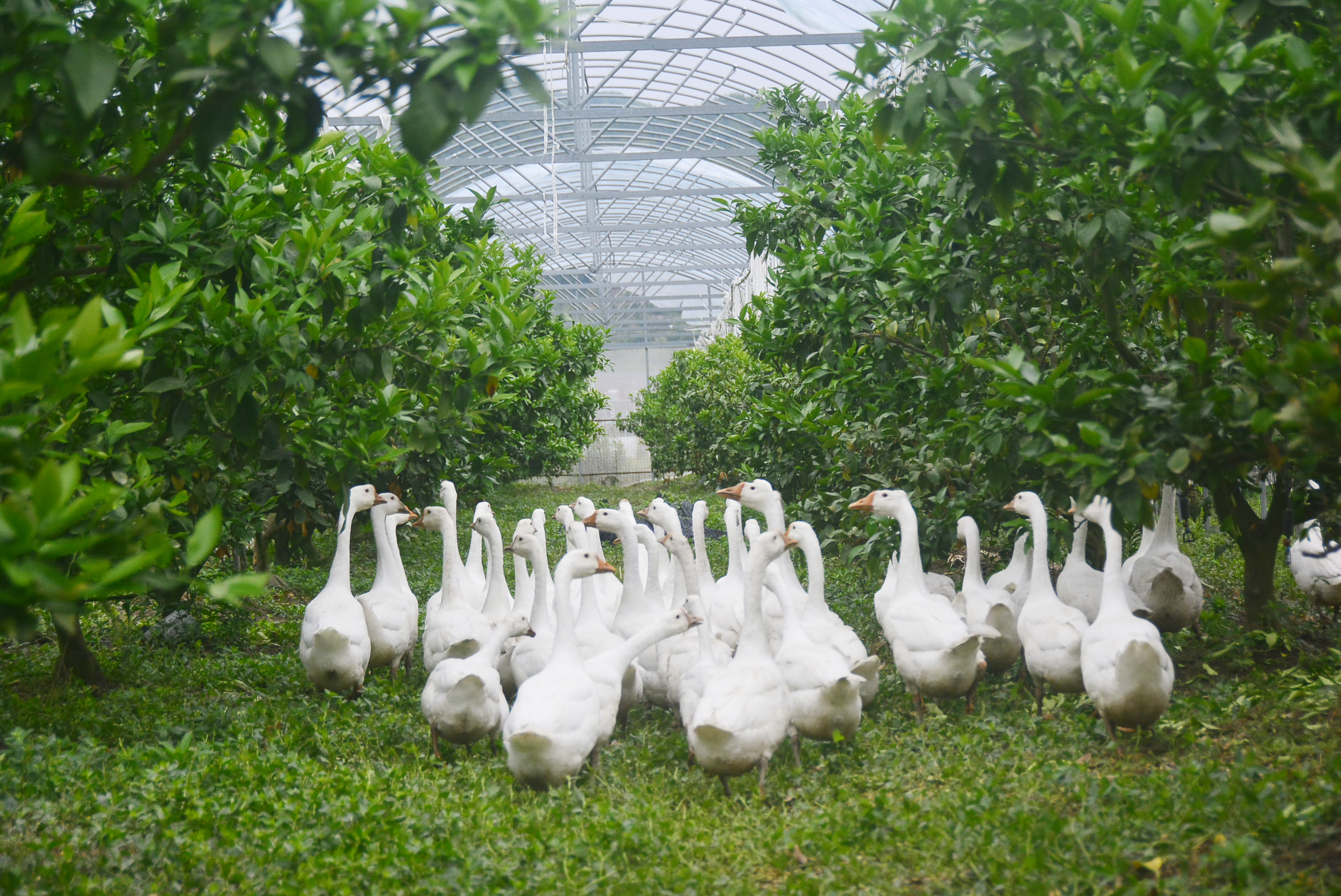 红美人大白鹅象山立体种养模式拓展养殖新空间