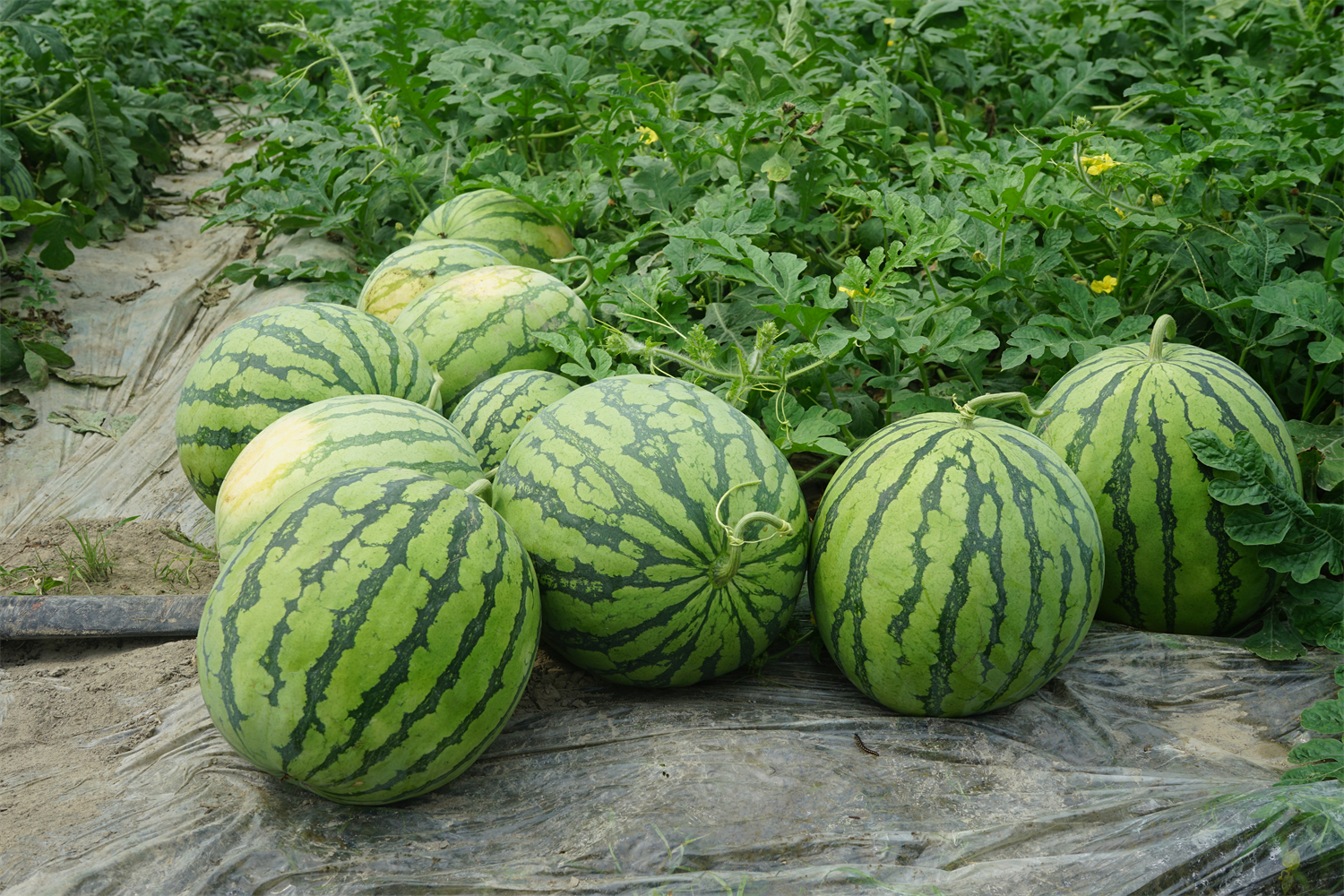 喜获丰收音坑儒山西瓜助农致富