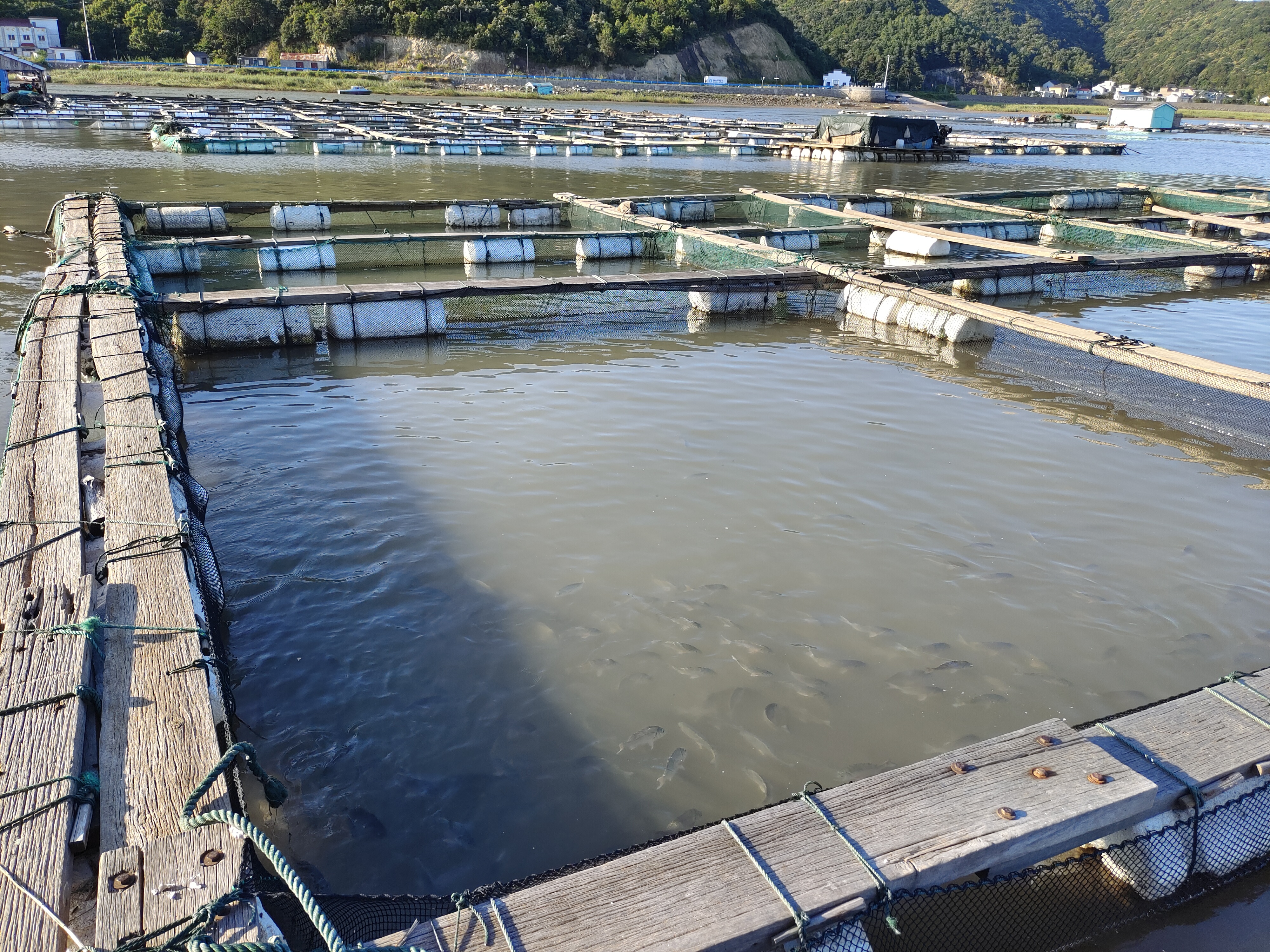 寒潮來襲象山水產養殖戶防寒有招