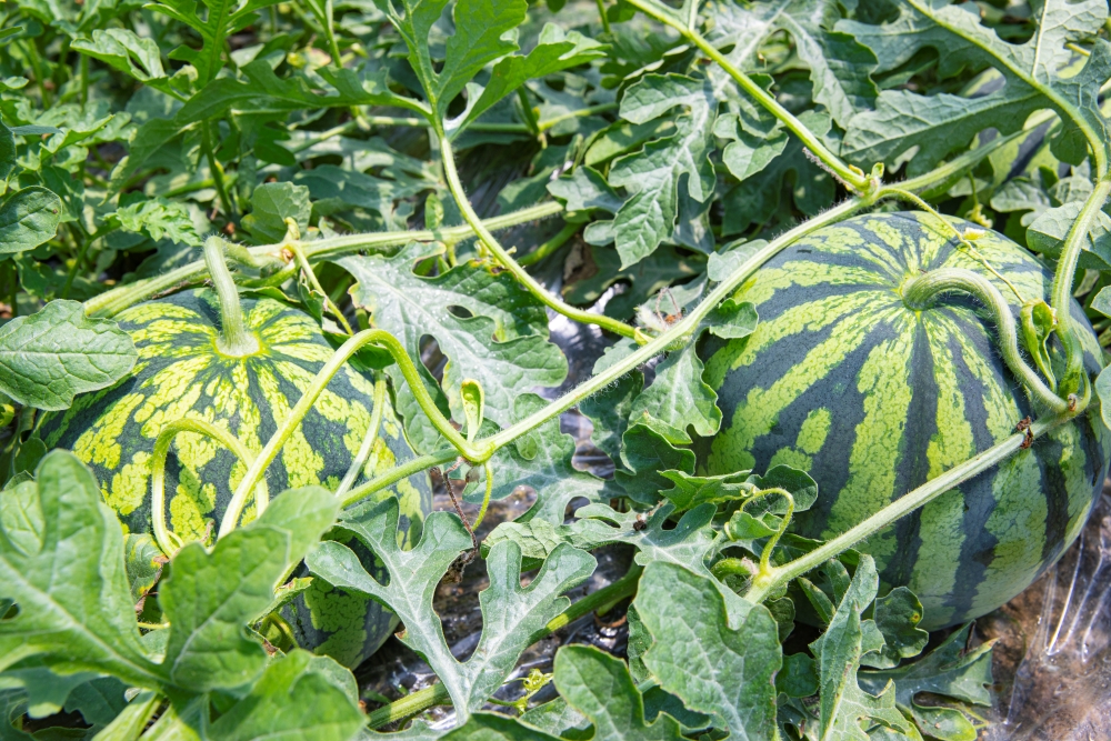 在定塘鎮金牛港村先存家庭農場種植基地的大棚內,綠油油的西瓜藤爬滿