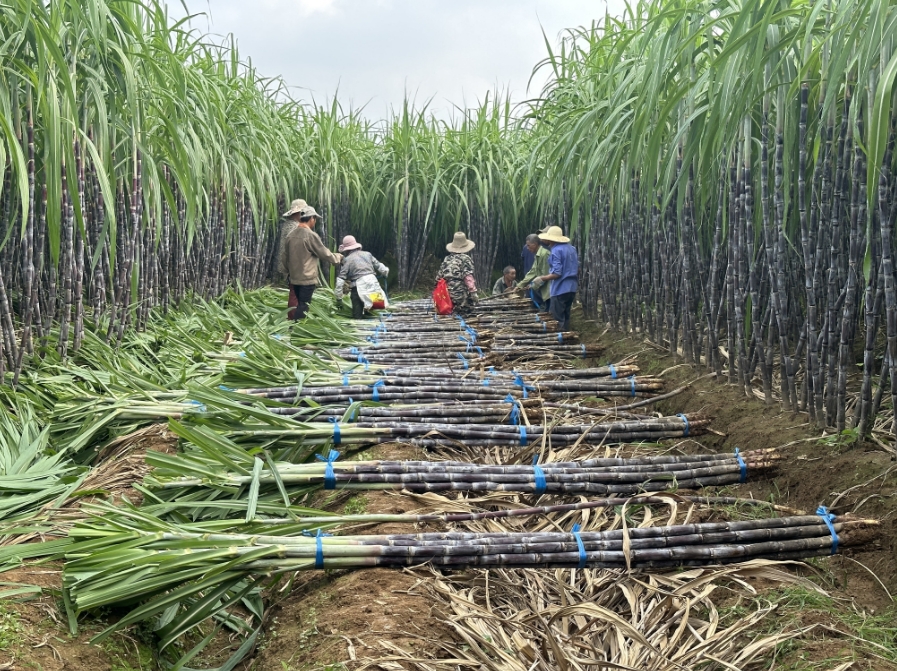 兰溪市政协召开常委会专题议政性协商会做强地标产业实现富民战略