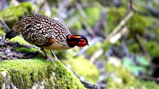 鸟中大熊猫”黄腹角雉现身百山祖园区--新蓝网