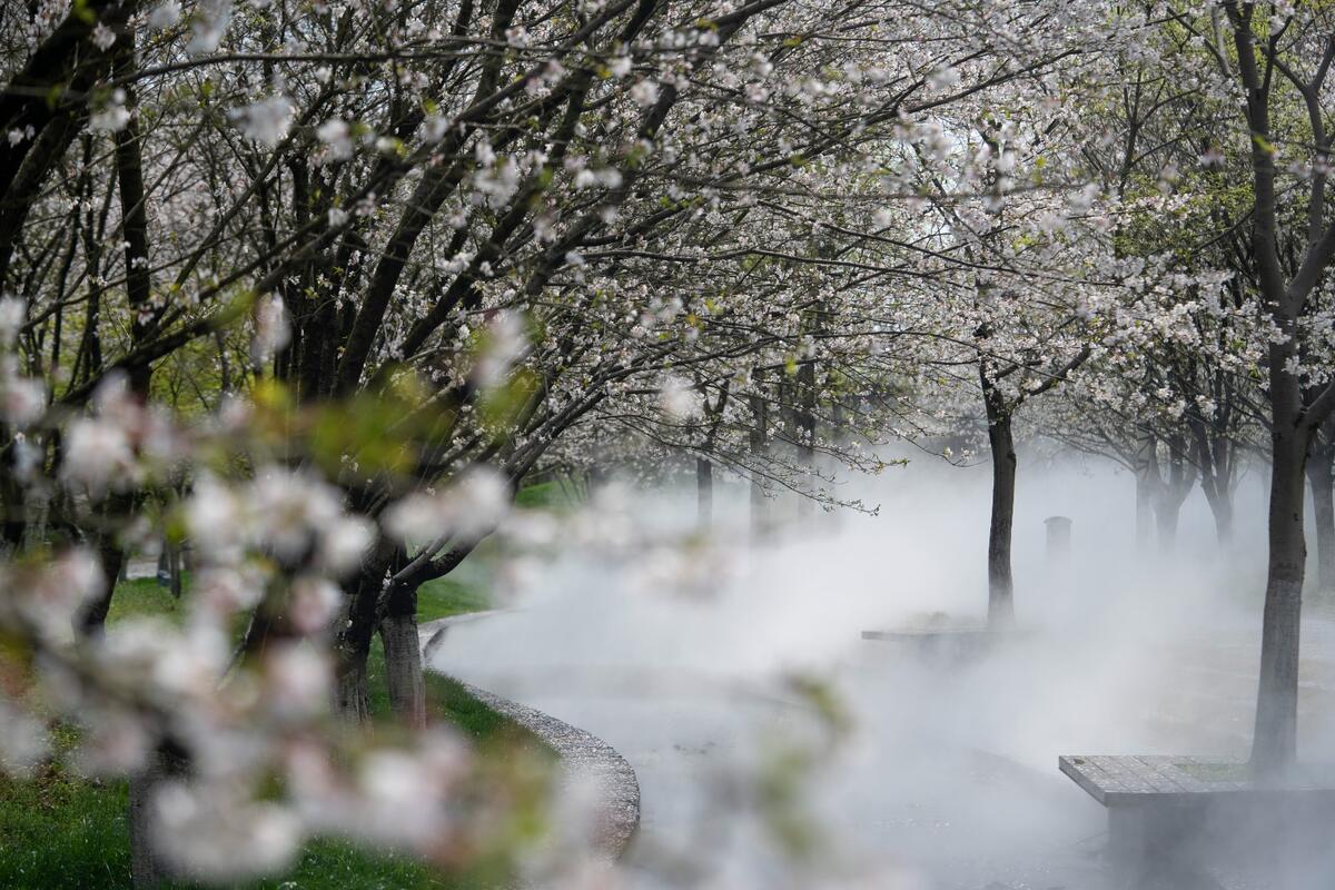 兰溪兰湖樱花雨