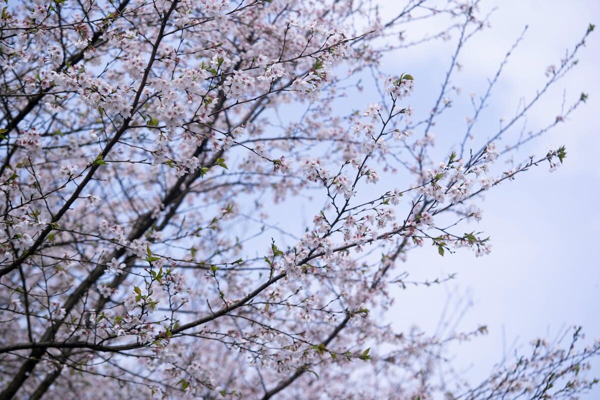 兰溪兰湖樱花雨