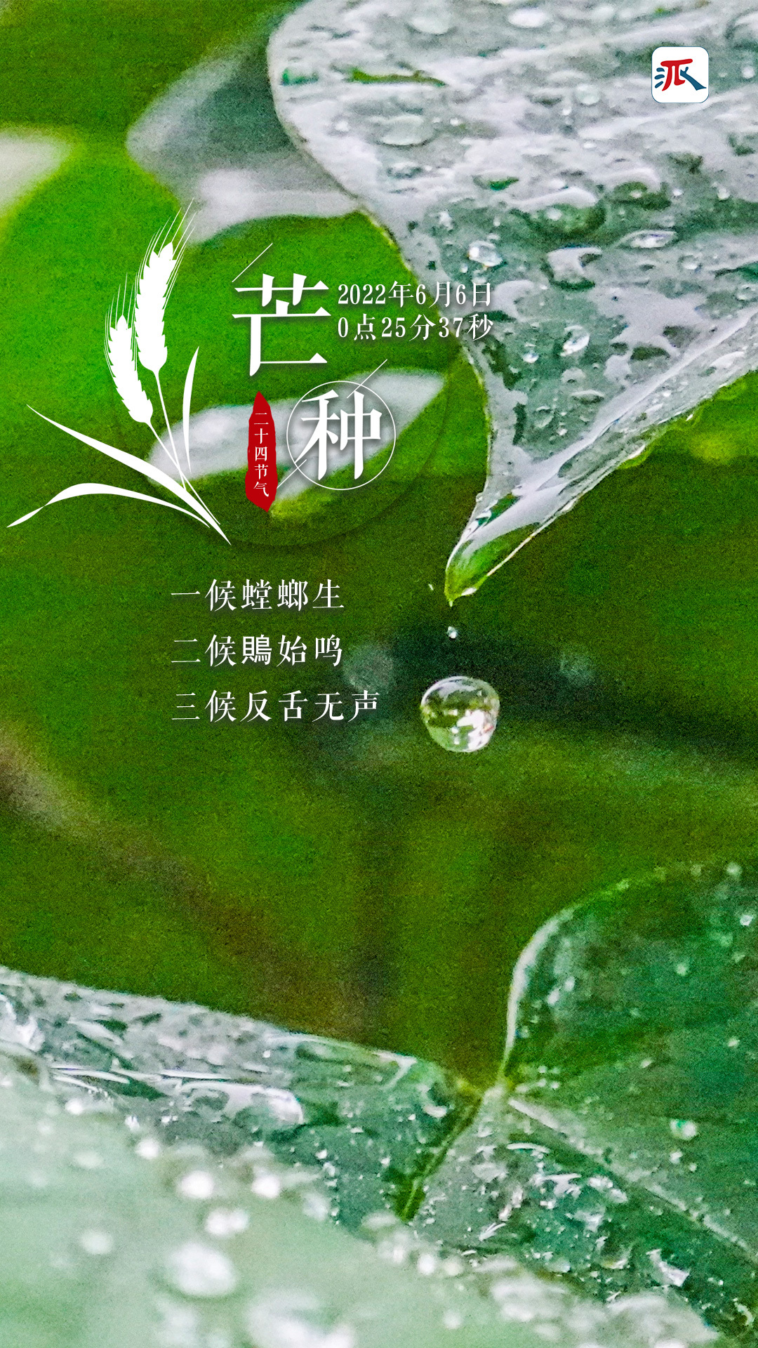 今天芒种趁时而种忙有所得