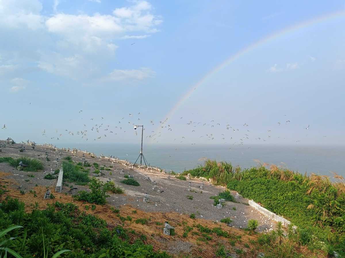 每年5至8月,"神话之鸟"中华凤头燕鸥回到象山韭山列岛,在这里求偶