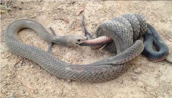 "蛇吃蛇"奇观原标题:澳堪培拉人行道上演"蛇吃蛇"生死对决奇观【环球