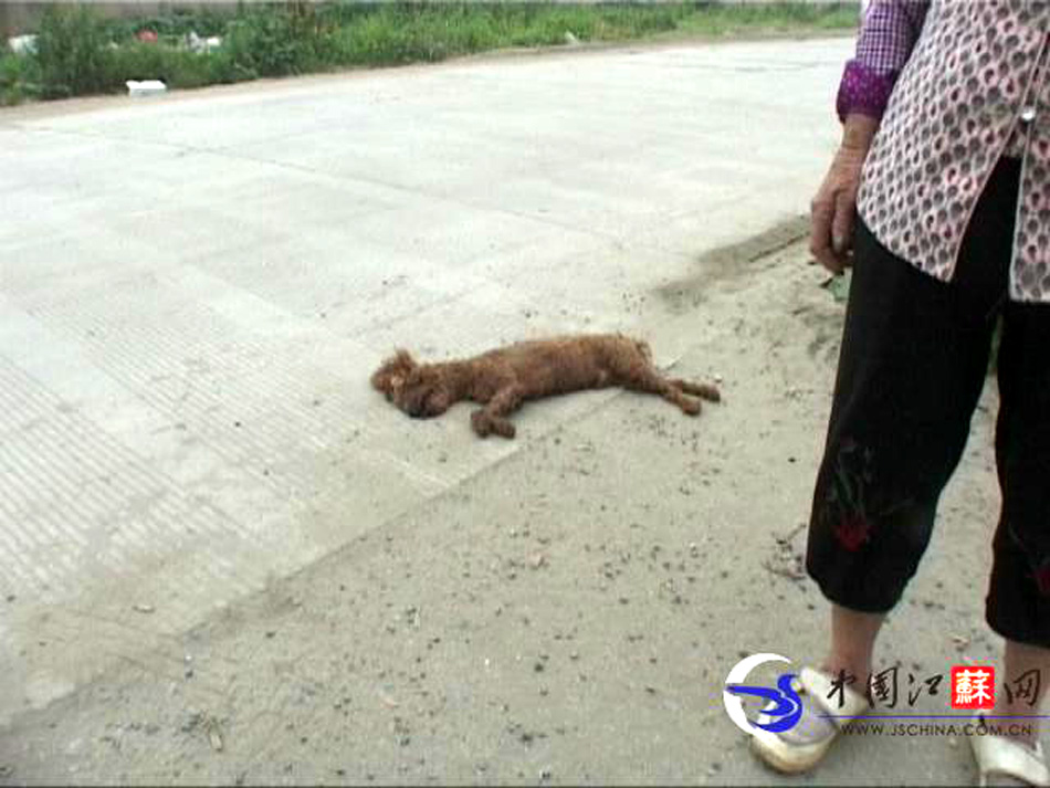 工程车轧死宠物狗狗主人为泄愤收取买路财