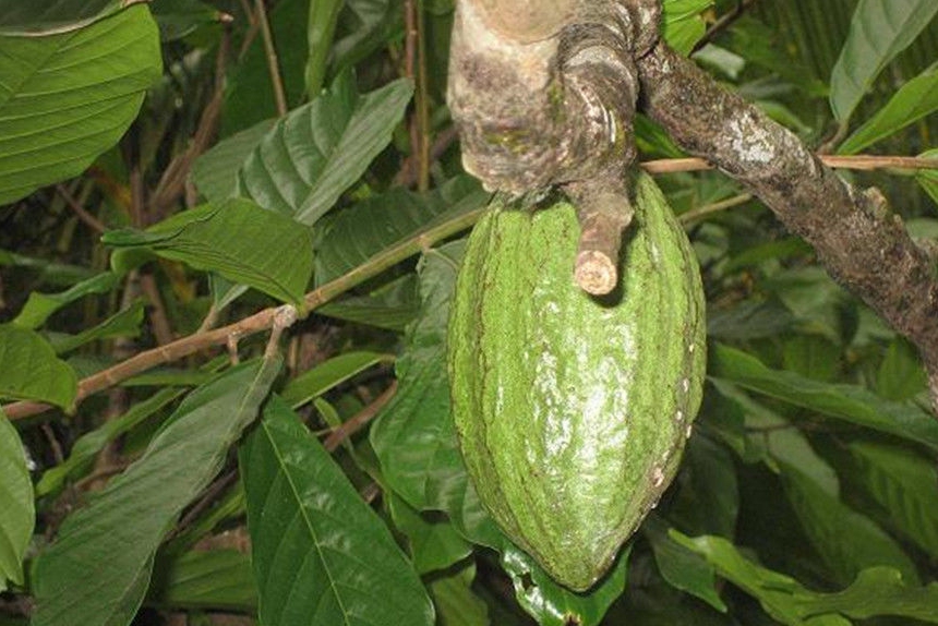 龙葵是一种草本植物,果实呈类球形,黑褐色,橙红色或黄绿色.